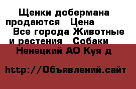 Щенки добермана  продаются › Цена ­ 45 000 - Все города Животные и растения » Собаки   . Ненецкий АО,Куя д.